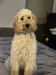 Do goldens shed year round or seasonally?