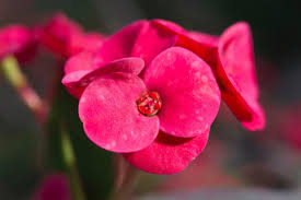 Orchid cactus is succulent with pink flowers that give it a distinctive look. Flowering Succulents To Add To Your Garden Kellogg Garden Organics