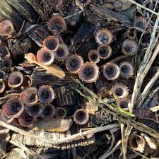 Image result for Strobilurus conigenoides