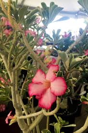 Arizona cactus sales bob smoley's gardenworld bonsai collectables brookside nursery c and d. Haul Of Wonders Behold The Plants We Brought Home From A Month Of Cactus Succulent Shows The Horticult