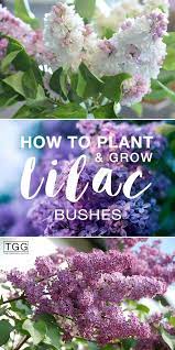 It will take a few years for your lilac bush to return to its former. Planting Lilac Bushes How To Grow Them The Garden Glove