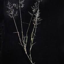Image result for Eragrostis cylindriflora