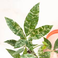 Image result for Pachira glabra