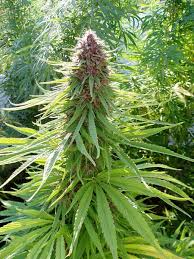 Rund 150 kilogramm dieses cannabis bei der einfuhr aus der schweiz und den . Wann Wird Cannabis Weltweit Legalisiert Wer Legalisiert 2021