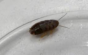 How do you get bed bugs. Bugs That Look Like Bed Bugs Mistaken Identities Pestseek