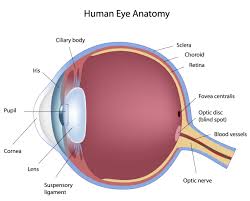 anatomy eye chart