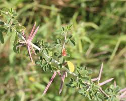 Image result for Indigofera adenoides