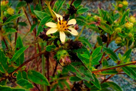 Image result for Aspilia kotschyi