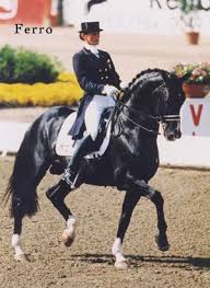 Coby Van Balen Olympic Ferro Individual Silver Dressage Medal Paarden