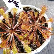Image result for Drosera dielsiana