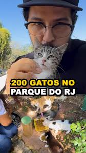 tjdftoficial queremos justiça pelos gatos tigrados e prisão para o monstro Pablo  Stuart. Que esse caso seja um marco para finalmente mudar o direito dos  animais no Brasil. 19 gatos foram vítimas