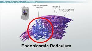 In mammals however, this organelle is not present in red blood cells and spermatozoa. Smooth Er Definition Functions Structure Video Lesson Transcript Study Com