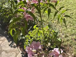 Image result for Podranea