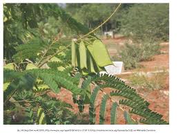 Image result for Caesalpinia sappan