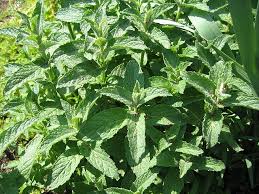 Maybe you would like to learn more about one of these? Catnip Vs Mint What S The Difference Ask Difference