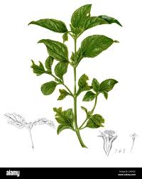 Image result for Synedrella