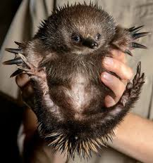 Pictures Of The Day 4 March 2013 Animals Beautiful Weird Animals Echidna