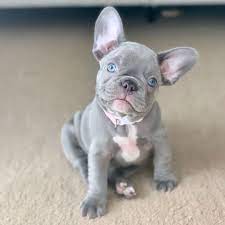 French bulldog puppies for sale he comes with all appropriate shots and dewormed heart guard health certificate and a puppy kit. Lilac French Bulldog Puppies For Sale Adopt Online At My Frenchie Zone