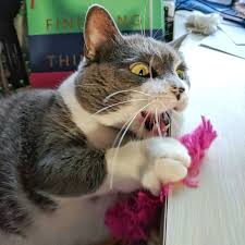 Australia's best online cat store. Caterpillar Kicker Cat Toys Handmade Toys For Cats Unique Etsy Cat Toys Cats Cat Noises