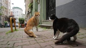 Cats And The City Kedi Investigates The Feline Lives Of Istanbul Los Angeles Times