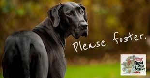 Southwest great dane rescue in lakeland, fl has pets available for adoption. Northwest Florida Great Dane Rescue Home Facebook