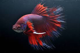 Is your betta fish very sick to the extent that you feel that it is suffering? 17 Types Of Bettas Tails Colors Patterns Care Guide