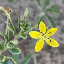 Image result for Talinum crispatulum