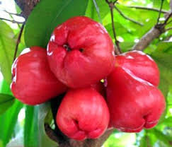 Fruitful Malaysia Apple Roses Rose Apple Fruit Fruit Garden