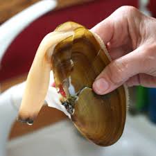 Shucking soft shell clams (steamers) 1. What S The Difference Hard Shell Vs Soft Shell Clams Kitchn