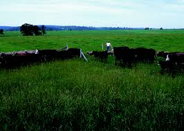 Rotational Grazing Wikipedia