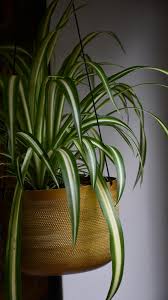 Image result for Chlorophytum