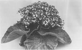 Image result for Senecio aetfatensis