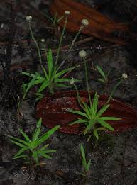 Image result for Paepalanthus lamarckii