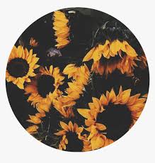 Mustard Yellow Tumblr Wallpaper Quotes Png Download Sunflower Aesthetic Circle Transparent Png Kindpng Yellow sunflower, sunflowers, yellow, sun, flowers. mustard yellow tumblr wallpaper quotes