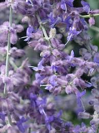 Image result for Perovskia atriplicifolia lacey blue lisslitt photo
