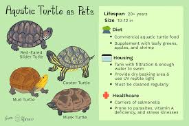 all about keeping pet aquatic turtles