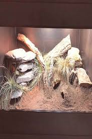 Vivarium Bearded Dragon Amphibians Vivarium Bearded Dragon Vivarium Bartagame Dragon Barbu Viva In 2020 Gecko Vivarium Leopard Gecko Reptile Terrarium