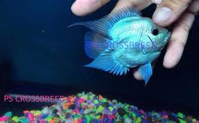 Nice Short Body Shape Thai Silk Fish Pet Fish Body Shapes