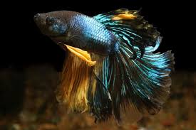 If you want to purchase please contact your transhipper for shipping costs or schedule. Types Of Betta Fish Names Tail Shape And Color