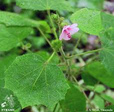 Image result for Urena