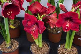 This can be accomplished indoors or out, and over an extended period of time. Instructions For Growing And Taking Care Of Amaryllis Bulbs Gardenerdy