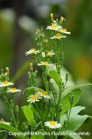 Image result for Lactuca indica