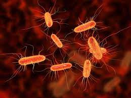 Coli) bacteria normally live in the intestines of healthy people and animals. Escherichia Coli Definition Symptomes Diagnostic Traitement Top Sante