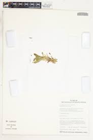 Image result for Aptosimum elongatum