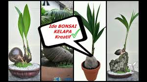 680 likes · 20 talking about this. 50 Ide Kreatif Bonsai Kelapa 2020 Youtube