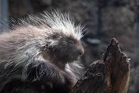 What you've heard isn't real. A Fisher S Guide To Preying On Porcupines Mtpr
