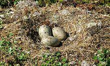 Maybe you would like to learn more about one of these? Gull Wikipedia