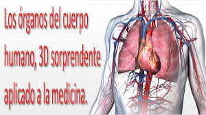 El cuerpo humano se conforma en tres partes: Anatomia Del Cuerpo Humano Simulador Para Aprender Sobre El Cuerpo Humano Youtube