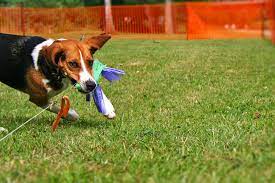 Coureurs de vitesse sont vos personnages de jeu préféré? Canirun Une Activite A Decouvrir Canidelite Par Nature De Chien