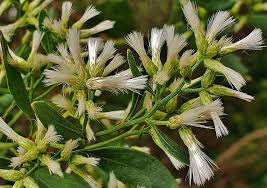 Image result for Geigeria brevifolia